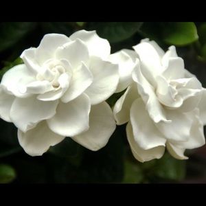 Meet your Posher, Sonia